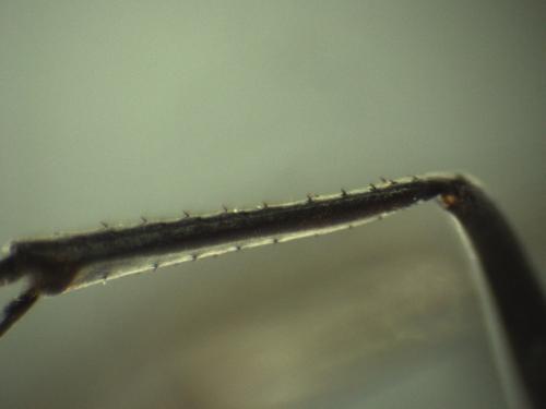 Réf. 333 743 : Auplopus sp.